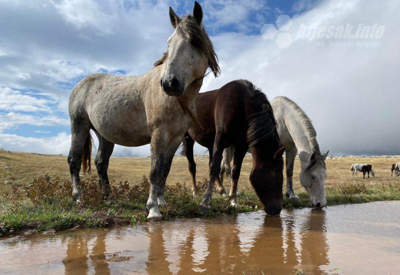 Gradsko vijeće Livna traži rješenje za brigu o divljim konjima